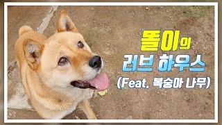 똘이의 집을 찾아가 봤습니다 (Feat. 복숭아 나무) / 산골짜기 힐링영상