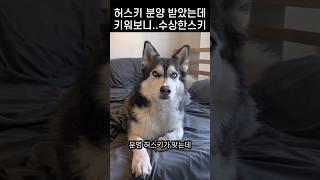 "족보가 궁금한데.." 완벽한 허스키에게 딱 하나 부족한점