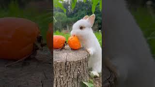 cute baby rabbits #cute #baby #dog #funny #viral #viralvideo #youtubeshorts #anime #fypシ #japan #fun