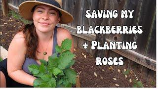 Saving my Blackberry Hedge + Planting My First Rose! 