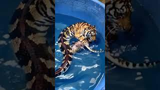 Tiger turns into a snake #animals #short