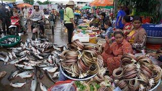 Cambodian Early Morning Fish Market - Daily Lifestyle & Activities of Vendors Selling Fish & More