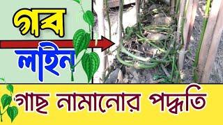 গব লাইন বরজ এ গাছ নামানোর পদ্ধতি । ডবল লাইনের ভেজ পদ্ধতি | Gob line paner boroj e vej podhyoti......