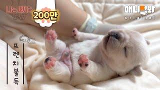 나는 태어난 지 13일 된 프렌치불독 새끼다 [애니멀봐 나새끼 13호] l I’m A 13 Day Old French Bulldog