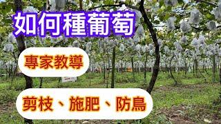 如何種葡萄⁉️聽聽專家的意見：剪枝施肥防鳥How to grow Grapes#巨峰葡萄#Kyoho Grape