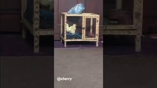 Sharp chu chu @sherry vlogs