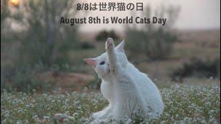 世界猫の日なので、わが家の猫たちの日常をご紹介。August 8th is the International cats day.