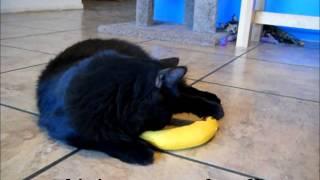 Yeowww! 100% Organic Catnip Banana Toy Review!