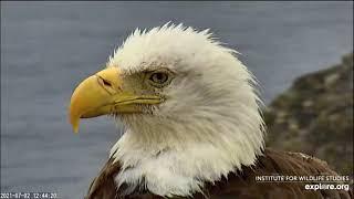 Two Harbors Bald Eagles - A Day with our little Family / Fireworks at the Harbor. 2-3 Jul 2021