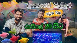 Glow Tetra ලංකාවේ අඩුම මිල | මාලු ජෝඩුවක් රු. 20ට   || ft.@Zebrahutaqua #oshadihimasha