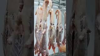 Unique ideas of Crocodile meat Processing