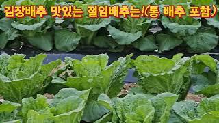 김장배추 육묘기간에 생장을 억제시키지 않은 배추는 하자가 없다.9.28일정식 36일차