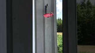 Time Lapse Humming Bird