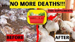 7 BEST ORGANIC SUPPLEMENTS THAT WILL SAVE YOUR CHICKENS FROM DEATH | NO MORE DEATHS