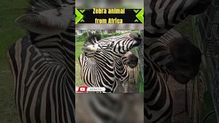 Zebra | Tour packages | Bali Taxi #balibesttourdriver #beautiful #animals