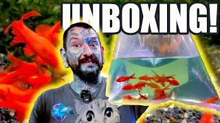 UNBOXING AMAZING TROPICAL FISH! Pauls Aquariums