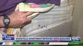 North Knoxville apartment complex infested with roaches, ants