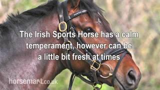 The Horsemart breed guide to Irish sport