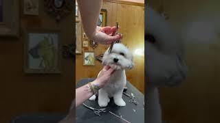 Learn to groom! Link in comments #doggroomingtutorial #doggrooming #jessronagrooming #dogmakeover