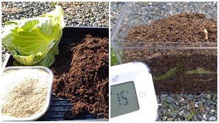 [Biodegradation] Experiment! Does food waste decompose even in low temperatures?