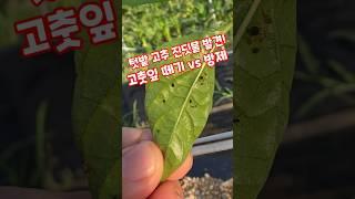 텃밭 고추 진딧물 발견  고춧잎 떼기 vs 방제 #shorts