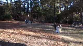 Shelties playing - Cassie, Dakota, and May