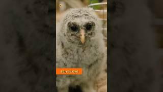 Barred Owl Sounds | Rescued Baby Barred Owl Gets Meat Before Flying Free