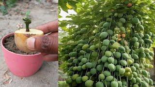 Simple method growing mango tree cutting with potato,, how to propagate mango tree with onion