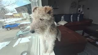 Wire Fox Terrier Protects Family from “Dangerous”