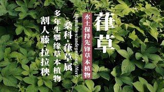 【割人藤的特殊作用】人见人厌的植物，却大有用处。葎草，不仅可以饲喂家禽，同时，还有着:水土保持先锋植物称号