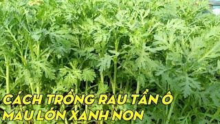 How To Grow Crown Daisy From Seeds To Harvest | Phan Đức #143