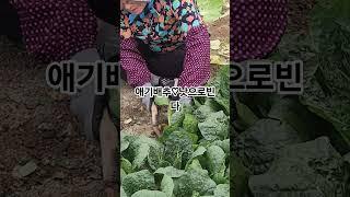 청주#이남희형님#낫으로배추자르기#청주우천불고기 #찬옥이자유tv