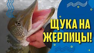 Рыбалка зимой на жерлицы! Простые советы начинающим рыболовам.