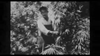 Grass The history of marijuana 1