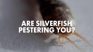 Silverfish Removal in Sacramento