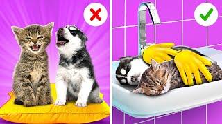 Save the Tiny Pets! Best Hacks for Cat and Dog Owners