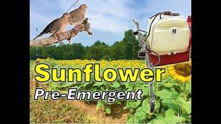 WEED FREE Sunflower Field for Doves | Sunflower Pre-Emergent | Dove Farming 2024