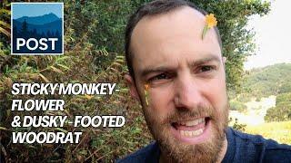 Sticky Monkey-Flower & Dusky-Footed Woodrat | Minute with Matt