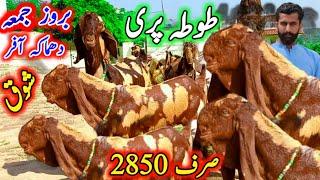 20 June 2025 سال 2026 کے سستے بکرے خریدے hassan goat farm dera ghazi khan 0313-3502828 coll Whatsapp