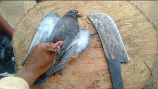 Pigeon market pigeon meat cutting skills full process by Street butcherman #ism #howtocut #iTT