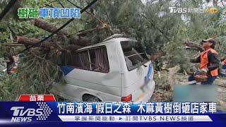 竹南濱海「假日之森」 木麻黃樹倒砸店家車｜TVBS新聞 @TVBSNEWS01