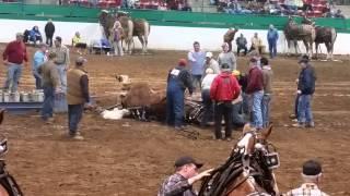 Draft horse pull 2015 Raleigh nc, fall