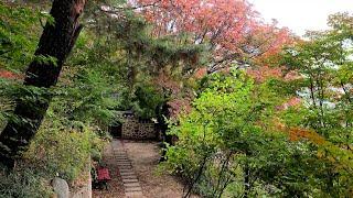 [4K] What Do Autumn Leaves Look Like at Seokpajeong in Seoul, South Korea?