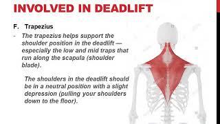 Deadlift Group 2 Anatomy and Physiology 1