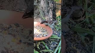 ⭐Relaxing Birds in the Garden - Best Cat TV for Pets - Relaxing Nature Sounds for Cats to Sleep ⭐