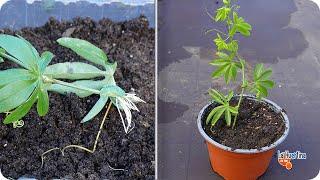 The fastest method to reproduce passionflower by cutting. Passionflower plant without roots