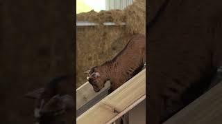 The grand reveal of our new Goatnasium!