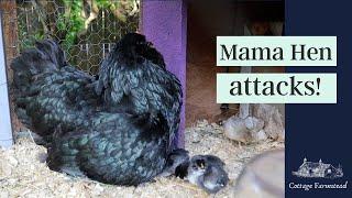 Mama hen ATTACKS - Baby chicks hatched early!