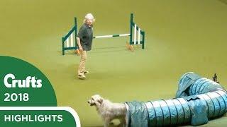 Kratu the rescue dog having fun in the Rescue Dog Agility | Crufts 2018