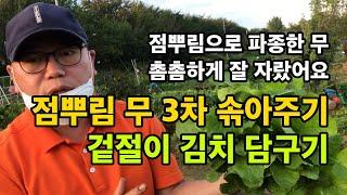 점뿌림 파종 무 3차 솎아주기 / 무농약 친환경 재배 무 / 무 재배 관리 방법 / 겉절이 김치 담구기